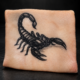 Entraînement tatouage scorpion par L'Art de l'Expression Tatouage au Havre